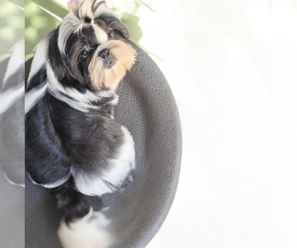 Medium Photo #1 Shih Tzu Puppy For Sale in EL PASO, TX, USA