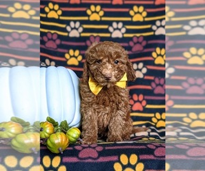 Miniature Labradoodle Puppy for sale in NOTTINGHAM, PA, USA