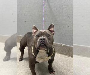 American Bulldog-Unknown Mix Dogs for adoption in Las Vegas, NV, USA
