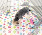 Small #7 Morkie