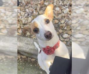 Mutt Dogs for adoption in Oakley, CA, USA
