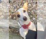 Small Mutt