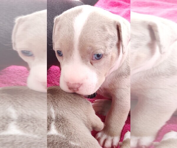 Medium Photo #4 American Bully Puppy For Sale in COUDERSPORT, PA, USA