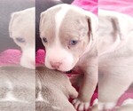 Small Photo #4 American Bully Puppy For Sale in COUDERSPORT, PA, USA