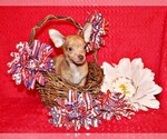 Puppy Lucio Chihuahua