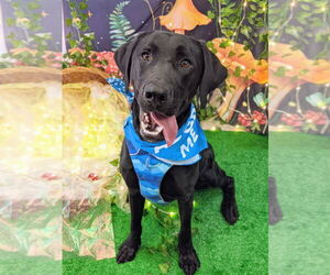 Great Dane-Labrador Retriever Mix Dogs for adoption in Bryant, AR, USA