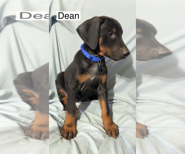 Medium Photo #3 Doberman Pinscher Puppy For Sale in POMEROY, OH, USA