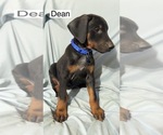 Small #2 Doberman Pinscher