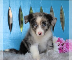 Miniature Australian Shepherd Puppy for sale in FREDERICKSBG, OH, USA