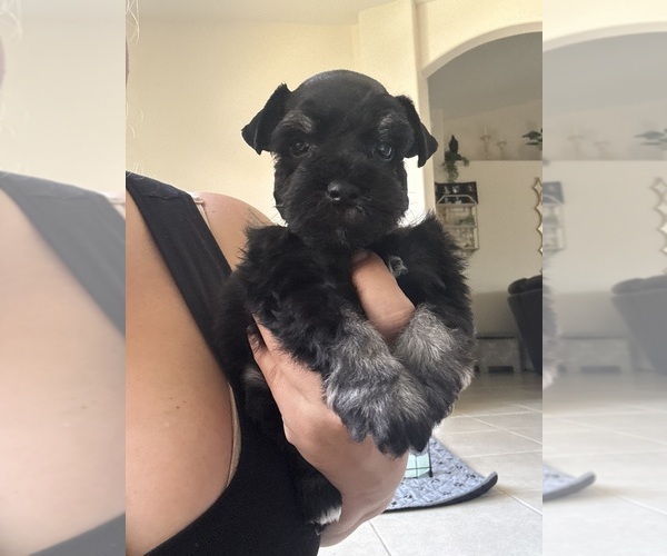 Medium Photo #1 Schnauzer (Miniature) Puppy For Sale in LEHIGH, FL, USA