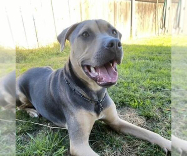 Medium Photo #3 Mutt Puppy For Sale in San Diego, CA, USA