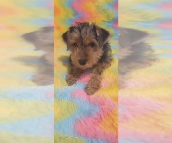 Medium Photo #18 Yorkshire Terrier Puppy For Sale in AKRON, OH, USA