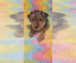Small Photo #18 Yorkshire Terrier Puppy For Sale in AKRON, OH, USA