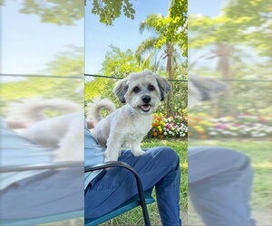 Tino - Male Shih Tzu-Unknown Mix Dog for Adoption - Photo #5