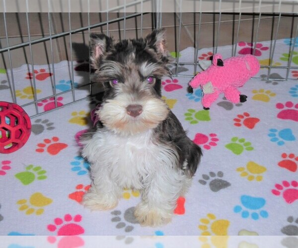 Medium Photo #12 Schnauzer (Miniature) Puppy For Sale in ORO VALLEY, AZ, USA