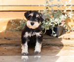 Small #4 Schnauzer (Miniature)