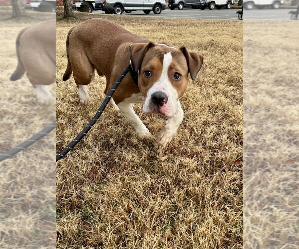 Medium Photo #1 Mutt Puppy For Sale in Glen Allen, VA, USA