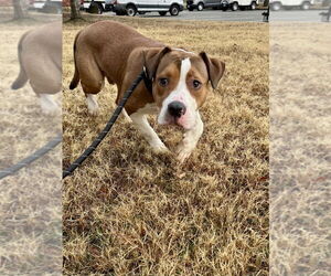 Mutt Dogs for adoption in Glen Allen, VA, USA