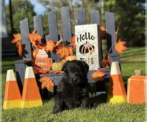 German Shepherd Dog Puppy for sale in VOLANT, PA, USA