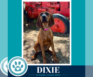 Redbone Coonhound Dogs for adoption in Kimberton, PA, USA