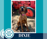 Small Redbone Coonhound