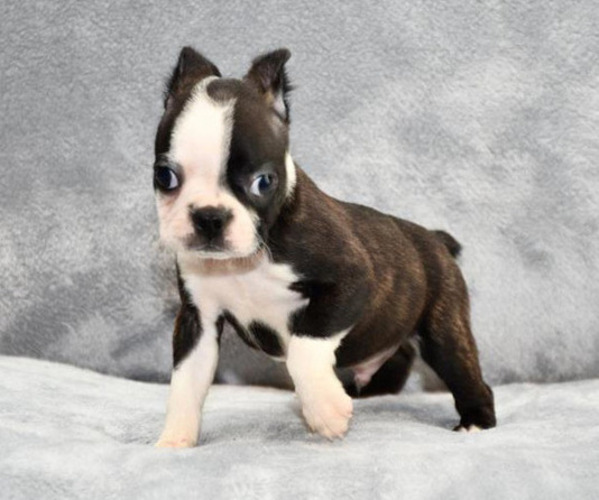 Medium Photo #5 Boston Terrier Puppy For Sale in HOMINY, OK, USA