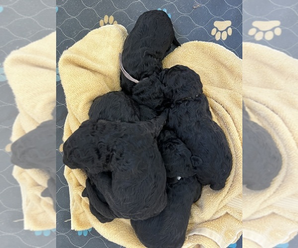 Medium Photo #24 Poodle (Standard) Puppy For Sale in TIMMONSVILLE, SC, USA