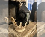 Small Photo #1 Double Doodle Puppy For Sale in LULA, GA, USA