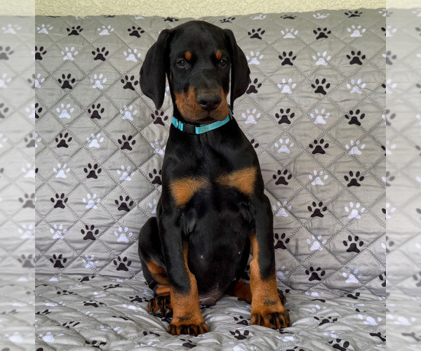 Medium Photo #3 Doberman Pinscher Puppy For Sale in LAKELAND, FL, USA