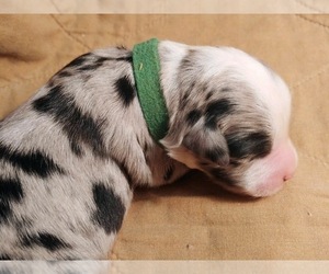Miniature Australian Shepherd Puppy for sale in BIG SANDY, TX, USA