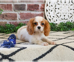 Small #7 Cavalier King Charles Spaniel