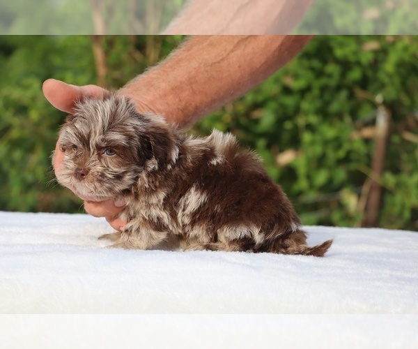 Medium Photo #14 ShihPoo Puppy For Sale in DYERSBURG, TN, USA