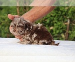 Small #13 ShihPoo