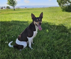 Mother of the Rat Terrier puppies born on 07/15/2025