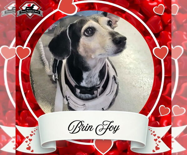 Medium Photo #4 Dachshund Puppy For Sale in San Antonio, TX, USA