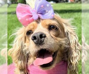Cocker Spaniel Dogs for adoption in Arlington, VA, USA
