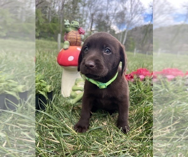 Medium Photo #3 Labrador Retriever Puppy For Sale in NEOLA, WV, USA