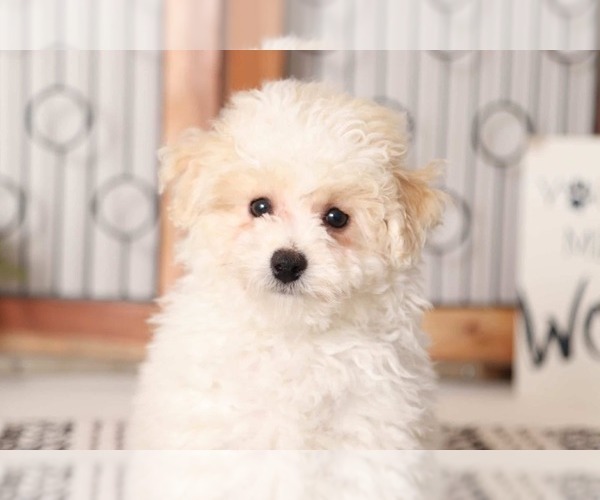 Medium Photo #3 Poochon Puppy For Sale in NAPLES, FL, USA