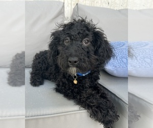 Poodle (Miniature) Puppy for sale in DUNDEE, OH, USA