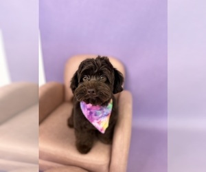 ShihPoo Puppy for sale in ACWORTH, GA, USA