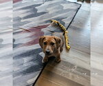 Small #2 Dachshund-Doberman Pinscher Mix