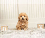 Small Photo #7 Maltipoo Puppy For Sale in WARSAW, IN, USA