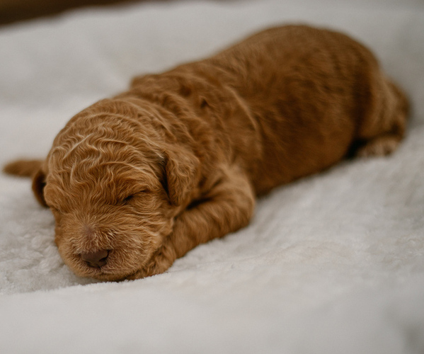 Medium Photo #1 Goldendoodle Puppy For Sale in BARNESVILLE, GA, USA