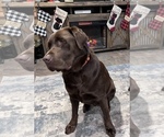 Small Photo #1 Labrador Retriever Puppy For Sale in VINEMONT, AL, USA