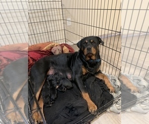 Mother of the Rottweiler puppies born on 11/08/2019