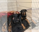 Small Photo #1 Rottweiler Puppy For Sale in CANONSBURG, PA, USA