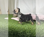Small #1 French Bulldog