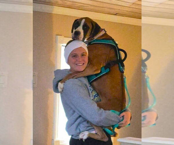 Medium Photo #2 Boxer Puppy For Sale in Austin, TX, USA