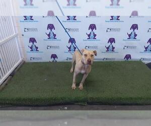 Catahoula Leopard Dog Dogs for adoption in Orlando, FL, USA