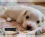 Small Photo #13 Maltese Puppy For Sale in MOUNTAIN GROVE, MO, USA
